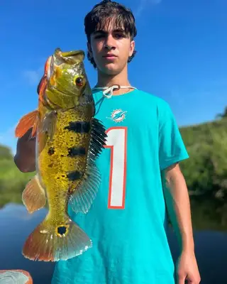 Dolphins Jersey Peacock Bass