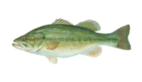 Largemouth Bass