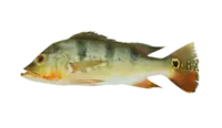 Peacock Bass