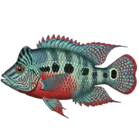 Cichlid