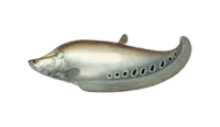 Clown Knifefish