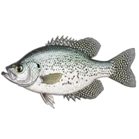 Crappies