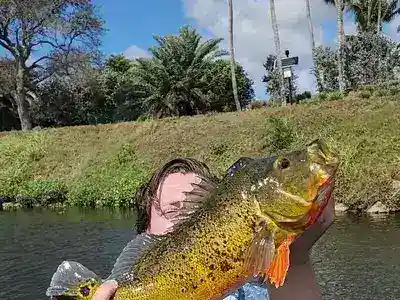Kristo's catch