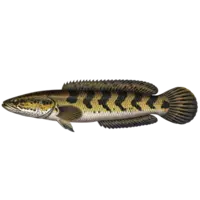Snakeheads